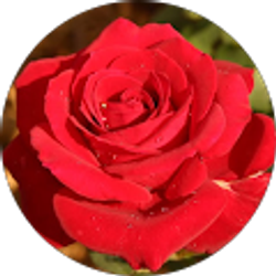 Profile photo of Gigi