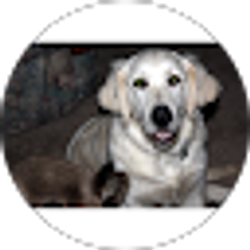 Profile photo of STEVE LUKE
