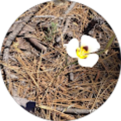 Profile photo of Chris Sartain