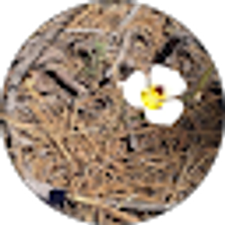 Profile photo of Chris Sartain