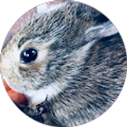 Profile photo of 11 Gold