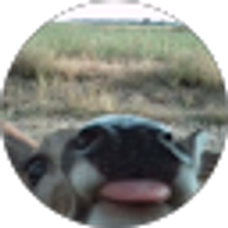Profile photo of Ali-Walli