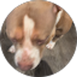 Profile photo of Junior Seccia