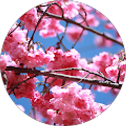 Profile photo of Cody Wang