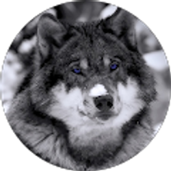 Profile photo of Echo Wolf