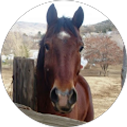Profile photo of Duarte Horse Ranch Inc.