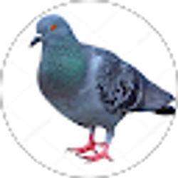 Profile photo of Pigeon