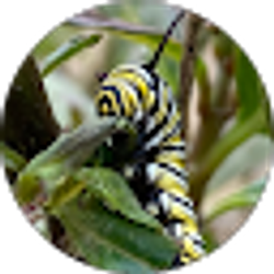 Profile photo of Milkweed Mayhem