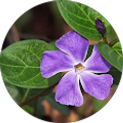 Profile photo of Cindy Yeung