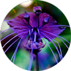 Profile photo of Mizu