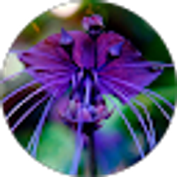 Profile photo of Mizu