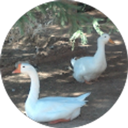 Profile photo of DEADMAN WALKING