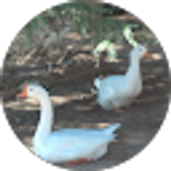 Profile photo of DEADMAN WALKING