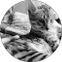 Profile photo of Ahmed Suleiman