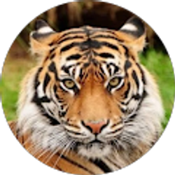 Profile photo of Dana Levit-Geraci