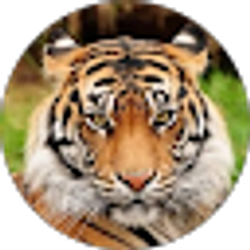 Profile photo of Dana Levit-Geraci