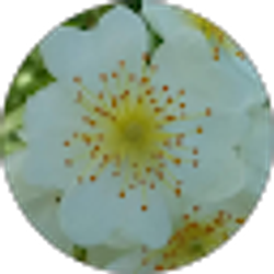 Profile photo of Annette Proehl