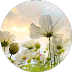 Profile photo of Majeed Hakeemzai