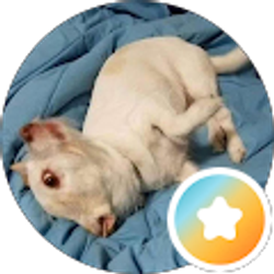Profile photo of Thai Onprasert