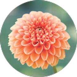 Profile photo of Bemsha King