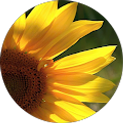 Profile photo of Sunny Flowers