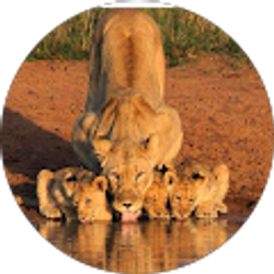 Profile photo of Jody Allen