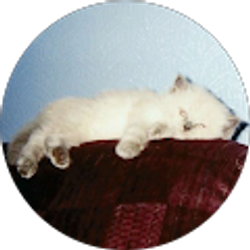 Profile photo of Zane