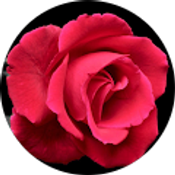 Profile photo of Caleigh Aigler