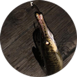 Profile photo of Gustavo Arriens