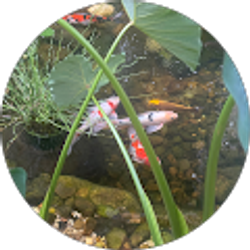 Profile photo of stephanie harbin (Queen of Ponds)