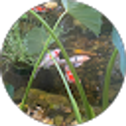 Profile photo of stephanie harbin (Queen of Ponds)