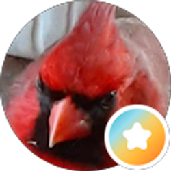 Profile photo of Red bird 19
