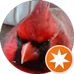 Profile photo of Red bird 19