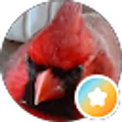Profile photo of Red bird 19