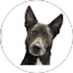 Profile photo of KachinaACDagility