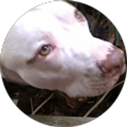 Profile photo of Pitbull Lover