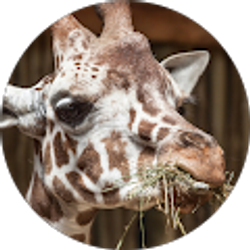 Profile photo of Sarah V