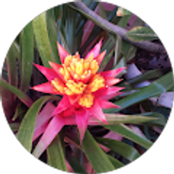 Profile photo of V P