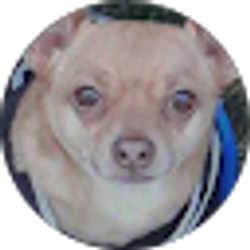 Profile photo of Susan Wright