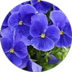 Profile photo of Shanna