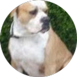 Profile photo of Javier Rodriguez