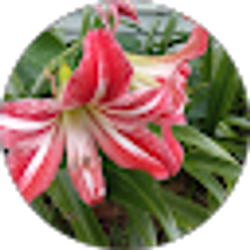 Profile photo of Elaine Ortiz