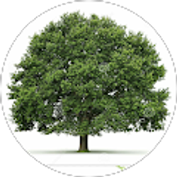 Profile photo of Tree Guy Gaming