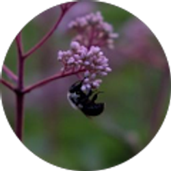 Profile photo of Alyssa McKinney