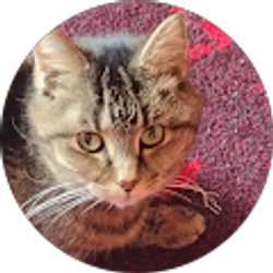 Profile photo of Jeff Limpert