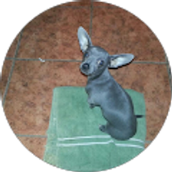 Profile photo of arturo balderas