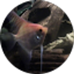 Profile photo of Dave Jones