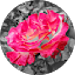 Profile photo of Lynn Brown