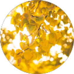 Profile photo of Angst Gremlin