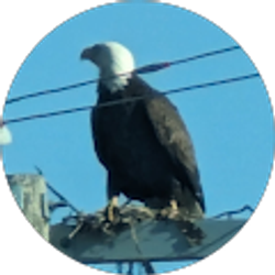 Profile photo of RB Morris